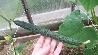 Огурцы сорт Восточный экспресс! Ранний урожай огурцов!