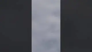 копчик гоняет голубей
