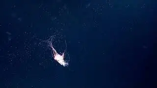 Bioluminescent Siphonophore - 2014| Nautilus Live (Remastered!)