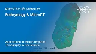Embryology & MicroCT | Applications of MicroCT in Life Science #9