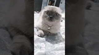 легко стало😇😻#cat#cuteanimal#смешныекотики#милыекотики#юмор#