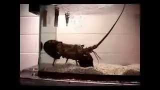 Aplysia californica: sticky secretions save sea hares from predatores.