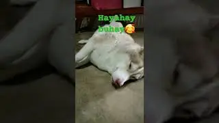 Siesta time#dog #cute #sleepydog #shortvideo #bunso #husky