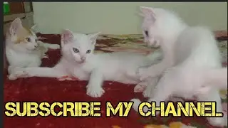 Funny Cat Videos 2023 | Funny Kitten Videos 2023 #cat #kitten