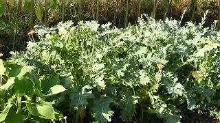 Herbal Materia Medica #9 All Hail the Mighty Kale