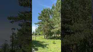 Летнее утро