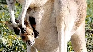 Baby Kangraroo at the Zoo 4K - St. Louis Zoo - Tchaikovsky