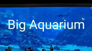 Big Aquarium in Dubai Mall 🤩🐬🐟