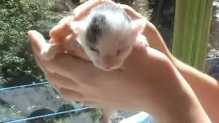 У котят открылись глазки на восьмой день !!
