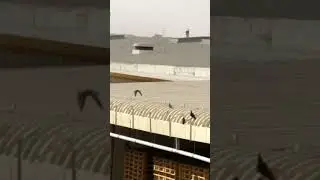 Slip on walk bird ❤️