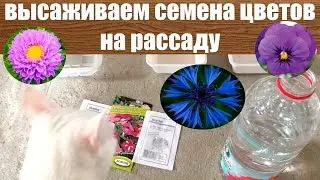 АСТРА ВИОЛА ВАСИЛЕК Однолетние цветы на рассаду