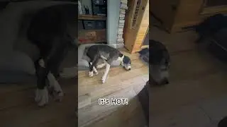 The dogs figured out how to cool off in Arizona!  #dogs #heatwaves #arizona