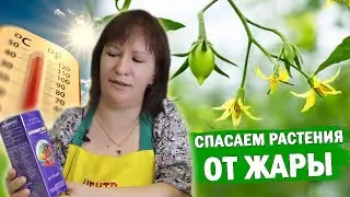ОПАДАЮТ ЗАВЯЗИ НА ОВОЩАХ? ЭТИ ПРЕПАРАТЫ ПОМОГУТ! #огород #растения #сад