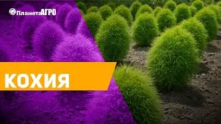 Семена цветов Кохия, Кипарисовик ✔️ Посадка Кохии с Планета Агро