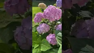 Гортензия крупнолистная Бесконечное лето/ Ленинградская область