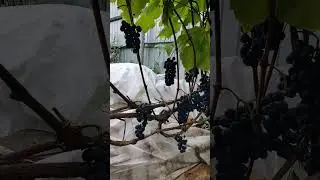 Виноград съели птицы