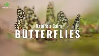 Butterflies in Serenity 🦋 | Relaxing Meditation Music || @Becreative21