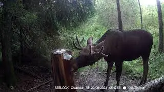 Видео с фотоловушки SEELOCK S308W. Раннее утро, лось на солонце, август 2023 года, под Вологдой.