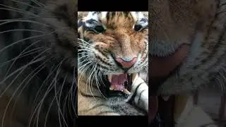 Tiger 252
