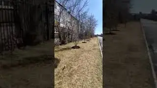 Высадка аллеи из лиственницы весна 2023г