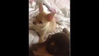 Онлайн. Собака друг человека 08.11.2017 год