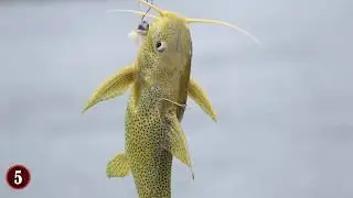 8 Fische, die Landtiere fressen
