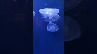 Group of Jellyfish Swimming Underwater
