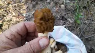 Сморчок всем грибам фору даст.