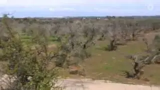 Das Erste - Servizio tv pubblica tedesca su vicenda Xylella fastidiosa nel  Salento.