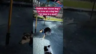 Robbie the rescue dog’s 1st time at a dog bar! 1st time in pool! #dog #shorts #doglovers #subscribe