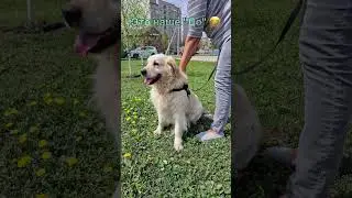 #помощьбездомнымживотным