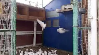 Голуби Николая Башмакова  (Головатые ) летная и бойная птица. Тел. 89034094125