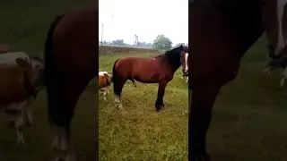 Horse stallion. Мерен Буян √7. Erektion.