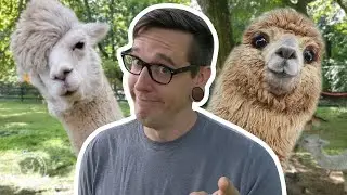 7 Things You NEED To Get Started with ALPACAS | Beginner Alpaca Owners