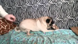 злой мопс