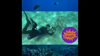 Turtle Jokes - Share a Laugh with my 10 Favorite Jokes, Riddles, Puns about sea turtles, tortoises