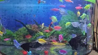 Молли чёрная лира (Poecilia sphenops) разведения 