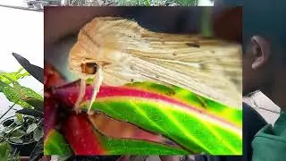 POV Macro Photography menggunakan Lensbong Makro Kupu-kupu kecil