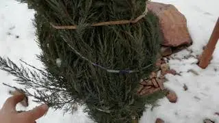 По первому снегу! Укрытия для хвойных!