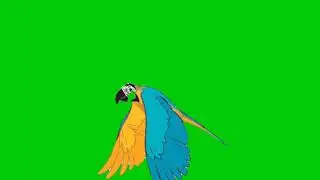 Parrot green screen animation| Editer G