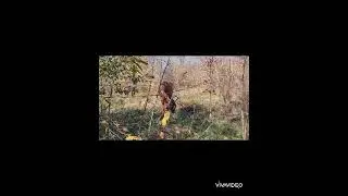 Голден Роз 2019 г.р., 167 см в/х