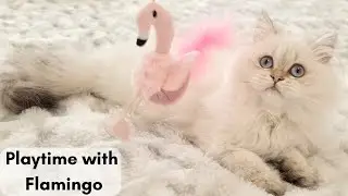Cute kitten like to play | What do cats like to do? | Cat's Play Time