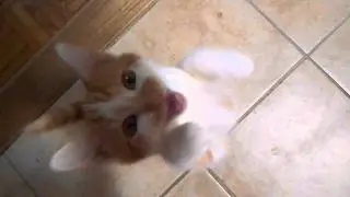 A Squeaky Kitten Learning to Meow