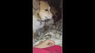 Service Dog Work #14: The Gentle PAW Response... 02/17/16
