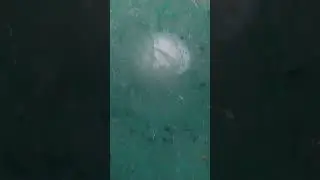 Diving Through Ctenophores - Would You?