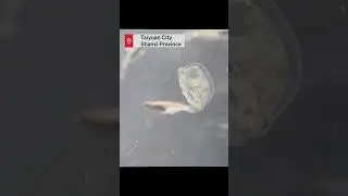 Rare freshwater jellyfish spotted in north China's Fenhe River