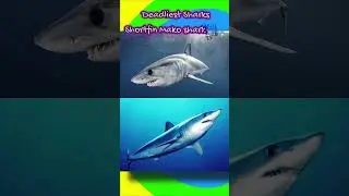 Types of Sharks | List of Deadly Sharks | Deep Sea Ocean Sharks