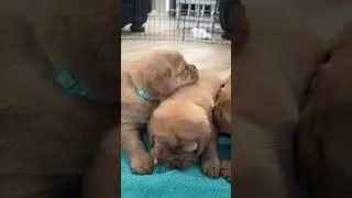 Pweeze Let Me Sleep!