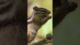 Cute chipmunk munches pinecone