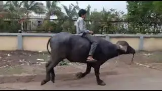 osam comedy video